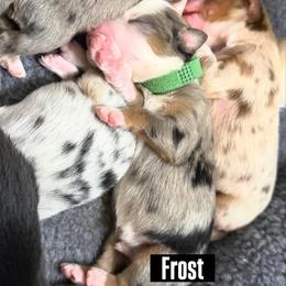 Frost - Blue merle male Miniature American Shepherd puppy in Tucson, Arizona from Outlaw Minis