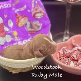 Woodstock - Ruby male Cavalier King Charles Spaniel puppy in Bainbridge, New York from M & M Cavaliers