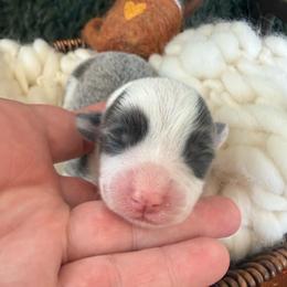 Skye - Blue female Pembroke Welsh Corgi puppy in Paxton, Illinois from McGovern Family Corgis