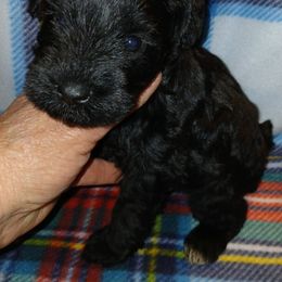 Iris - Black Miniature Schnauzer puppy in Midland, Texas from Shebbies Puppy Palace