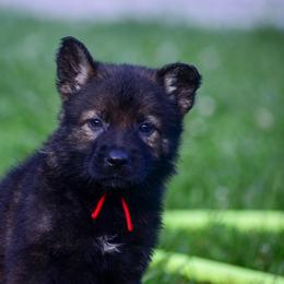 Red girl - Sable female German Shepherd puppy in Clarkrange, Tennessee from Vom Wolff