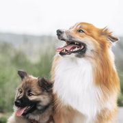 Icelandic Sheepdogs from Caldera Icelandic Sheepdogs