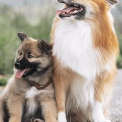 Icelandic Sheepdogs from Caldera Icelandic Sheepdogs