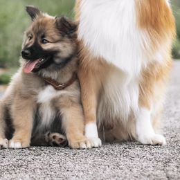 Icelandic Sheepdogs from Caldera Icelandic Sheepdogs