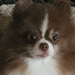 Sundea - Pomeranian