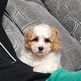 YOGI - Blenheim male Cavapoo puppy in Saint Cloud, Florida from Rising Star Kennels