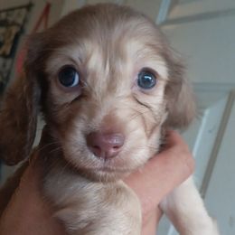 Dachshund Puppies from Nikas Baby Beanz LH Dachshunds