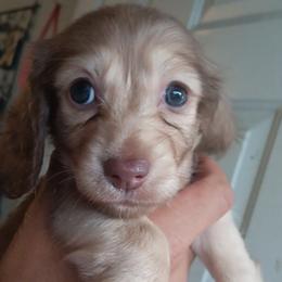 Dachshund Puppies from Nikas Baby Beanz LH Dachshunds
