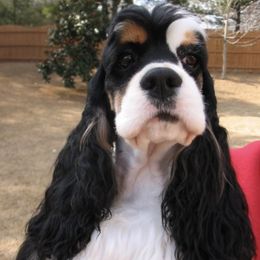 Cocker Spaniel All Grown Up from Trifecta Cockers