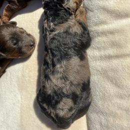 Blaze - Merle male Springerdoodle puppy in Clifton, Idaho from Little Mountain Springers, Springerdoodles & Poodles