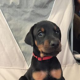 Doberman Pinscher Puppies from JM Dobermans