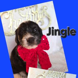 Jingle, blue boy - Black tri-color male Aussiedoodle puppy in Lexington, Oklahoma from Long Doggy Acres Miniature Dachshunds
