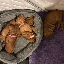 Dalmatian and Vizsla Puppies from Clíodhna Kennel