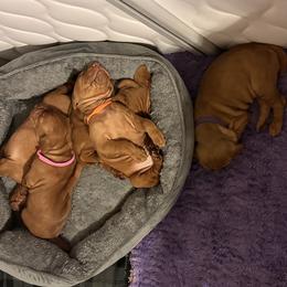 Dalmatian and Vizsla Puppies from Clíodhna Kennel