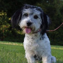 Ryder  - Havanese