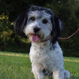 Ryder  - Havanese