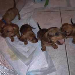Dachshund Puppies from House of Slinkys