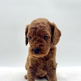 Brownie - Apricot female Cavapoo puppy in La Vernia, Texas from Texas Teddy Bears
