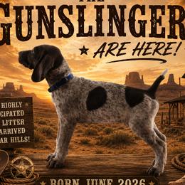 German Shorthaired Pointer puppies from Cedar Hills GSP Kennels