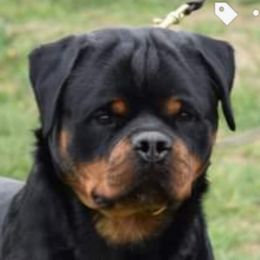 Tina - Rottweiler
