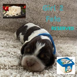 English Springer Spaniel Puppies from Picky’s Puppies