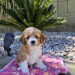 Cavapoo Puppies from Cool Cavapoos