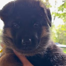 Cloe - Black and red female German Shepherd puppy in Canton, Texas from WILDWOOD GERMAN SHEPHERDS