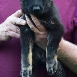 Girl 4 - Bi-color German Shepherd puppy in Bloomington, Indiana from Zu Treuen Händen, Working German Shepherd Dogs