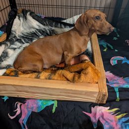 Bean - Dachshund