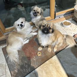 Tibetan Spaniels from Snowpine Ranch