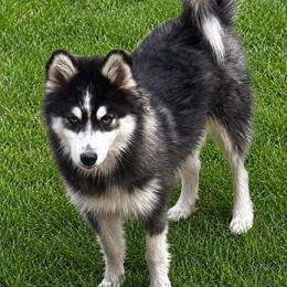 Duke - Black and white male Pomsky puppy in Rhome, Texas from TyeDye Kennels