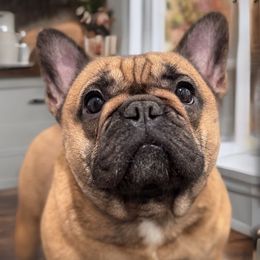 Zinnia - French Bulldog