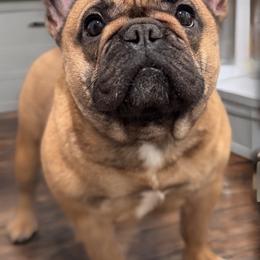 Zinnia - French Bulldog