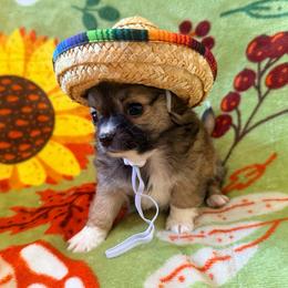 Kevin - Black sabled silver male Chihuahua puppy in Seneca, Missouri from Stephanie’s Puppy Colony
