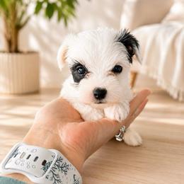 Ledger - Piebald male Morkie puppy in Tampa Bay, Florida from Woodpecker Ridge Pups