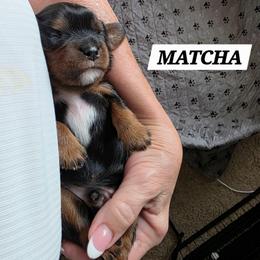 Matcha - Black and tan male Cavalier King Charles Spaniel puppy in Lehi, Utah from Angels and Nobility Cavaliers
