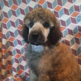 Poodles from Samantha's Poodles