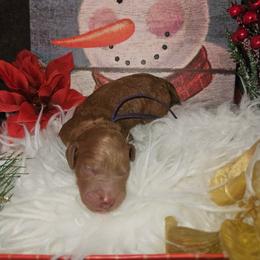 Cleopatra - Red  female Goldendoodle puppy in Boise, Idaho from Goldendoodle Baby