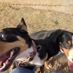 Entlebucher Mountain Dogs from QH Kennel