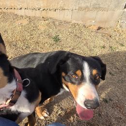 Entlebucher Mountain Dogs from QH Kennel
