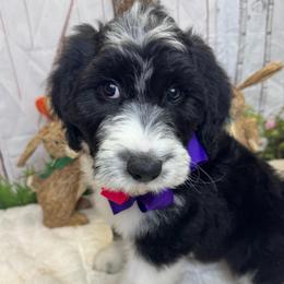 Hello Kitty-Peanut - Black and white female Sheepadoodle puppy in Mc Henry, Maryland from TLC by the Lake Standard Poodle and Doodles