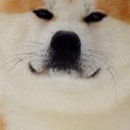 Japanese Akitainus from The Akita INU Club, California