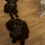 Basset Hound, Boykin Spaniel, Jagdterrier, and Labrador Retriever Puppies from PARK’s Family Farm