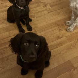 Basset Hound, Boykin Spaniel, Jagdterrier, and Labrador Retriever Puppies from PARK’s Family Farm