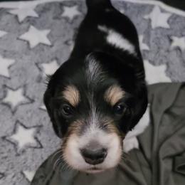 Pie boy - Black and cream male Dachshund puppy in Venice, Florida from JD’s Weiner-Wonderland