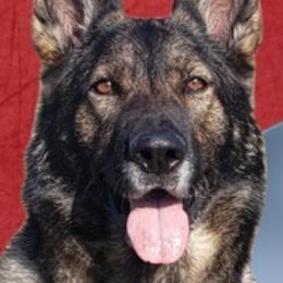 German Shepherds from Karen Luther's German Shepherds