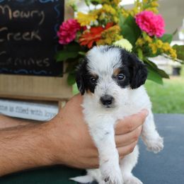 Chip - Black and white male Aussiedoodle puppy in Hopkins, Missouri from Mowry Creek Mini Aussiedoodles and More