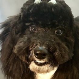 Goldendoodles and Poodles from Serenity Doodles