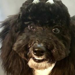 Goldendoodles and Poodles from Serenity Doodles