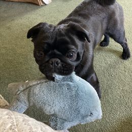 Vinnie - Pug